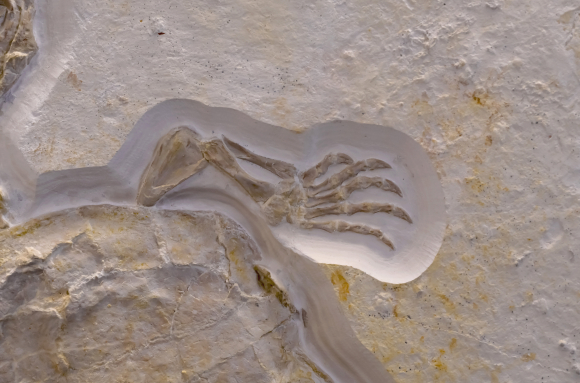 Tortue fossile (membre antérieur droit)